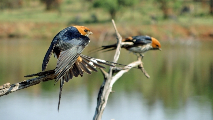 Birds - Pilanesberg National Park
